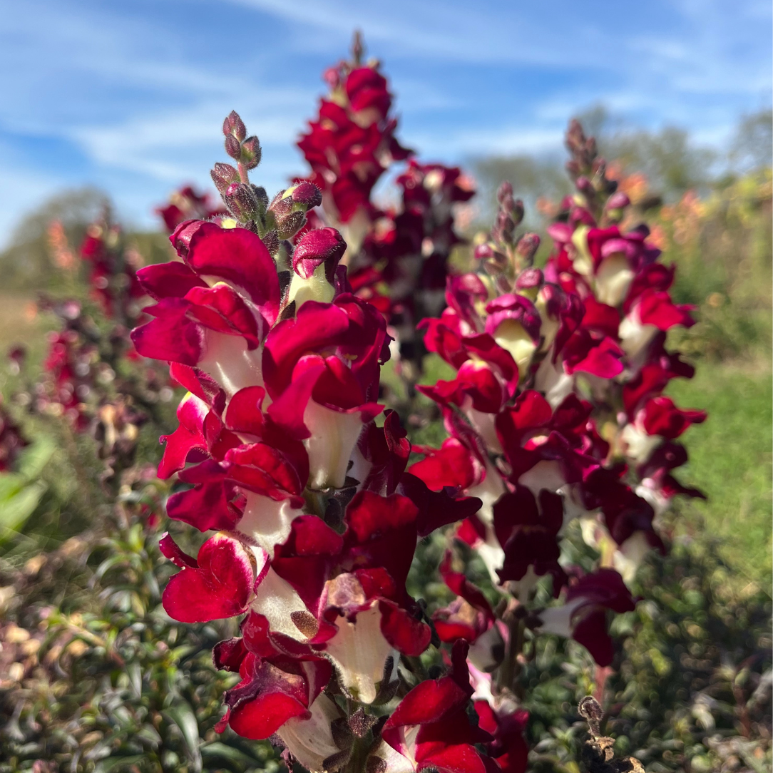Night & Day Snapdragon