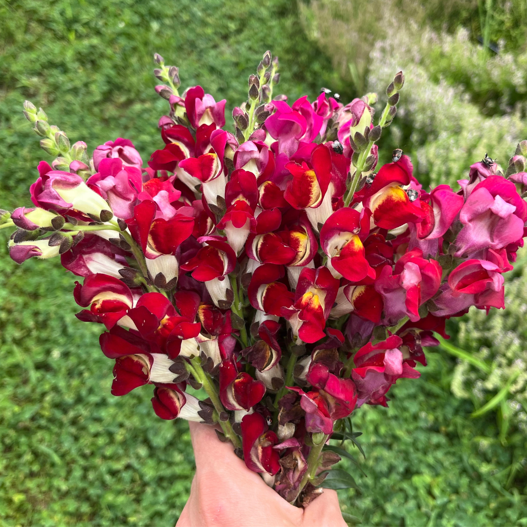 Night & Day Snapdragons Seedling