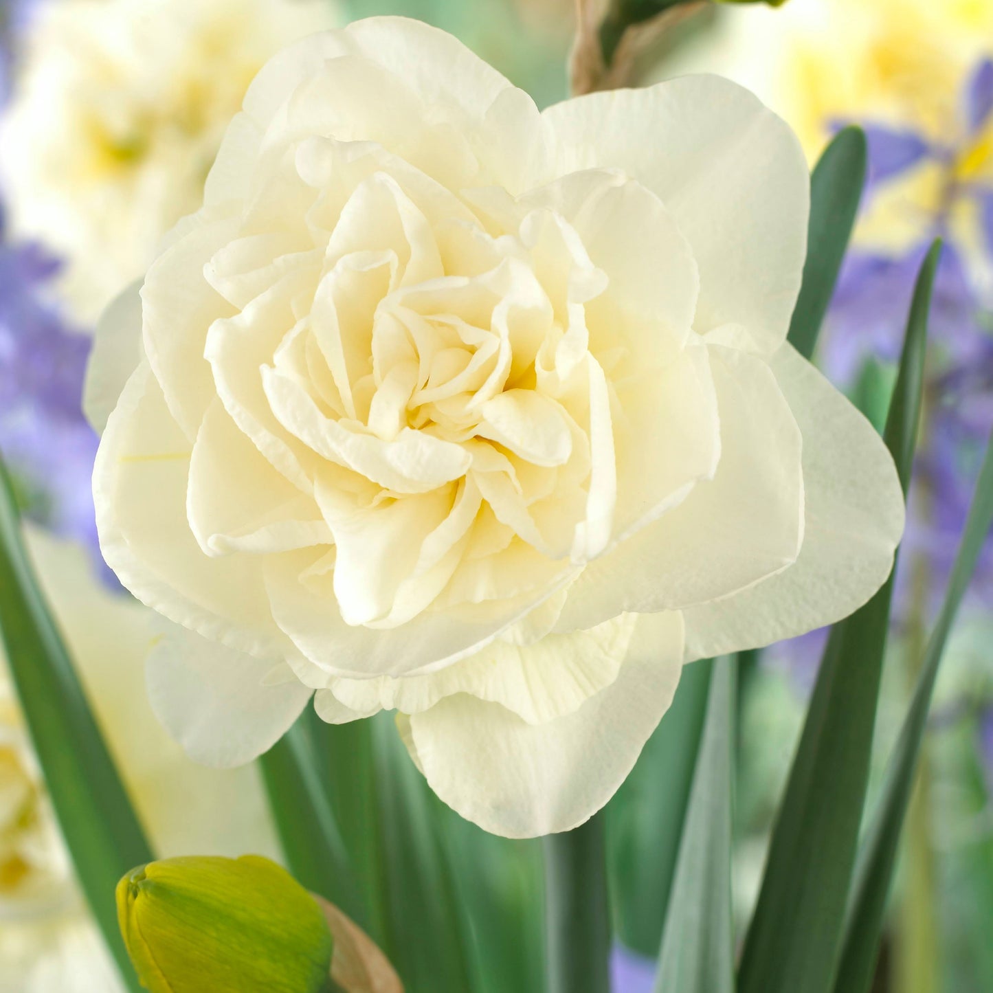 Narcissus 'Obdam'