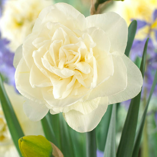 Narcissus 'Obdam' – fall-planted flower bulb