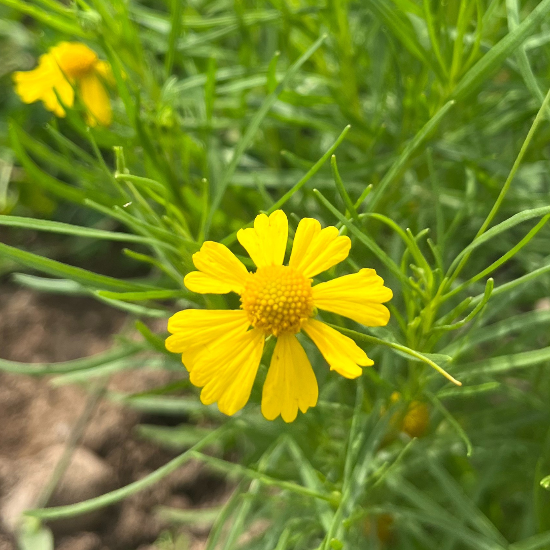 Dwarf Helenium