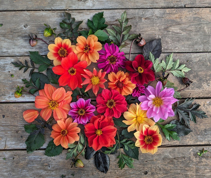 Bishop's Children Dahlia Seed