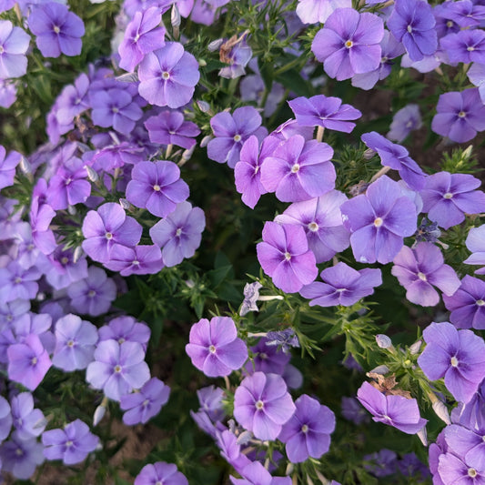 Beauty Blue Phlox Seedlings – live flowers seedling