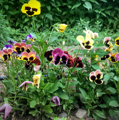 Pansy Mix Seedlings