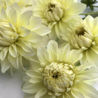 Parakeet Dahlia Tuber vendor-unknown