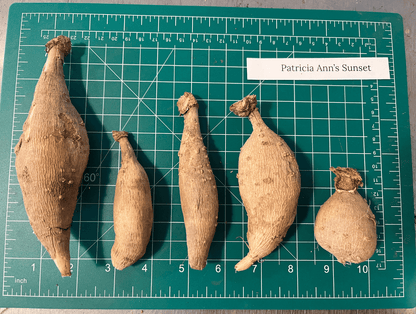 Patricia Ann's Sunset Dahlia Tuber