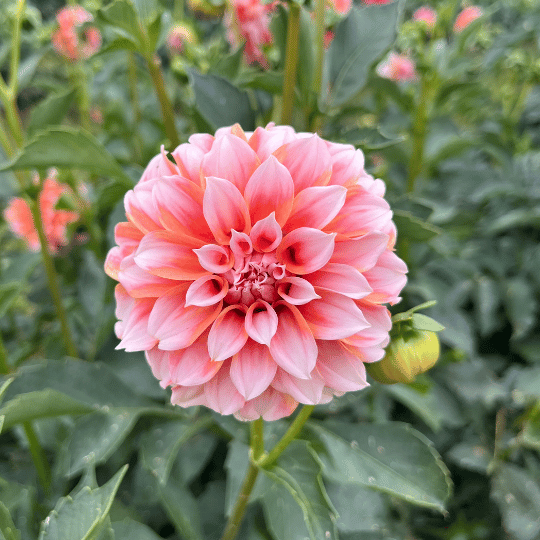 Peaches 'n Cream Dahlia Tuber