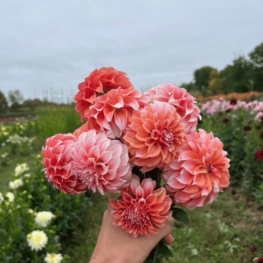 Peaches 'n Cream Dahlia Tuber