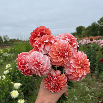 Peaches 'n Cream Dahlia Tuber