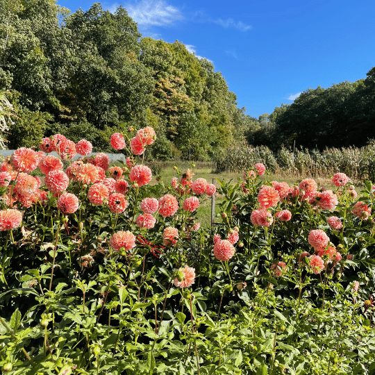Peaches 'n Cream Dahlia Tuber