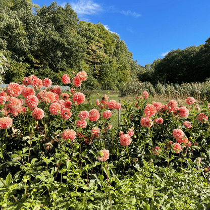 Peaches 'n Cream Dahlia Tuber