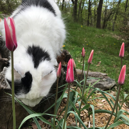 Species Tulip 'Peppermint Stick'
