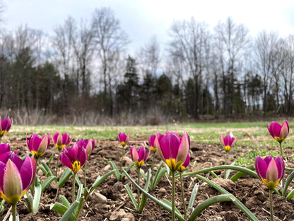 Species Tulip humilis 'Persian Pearl'