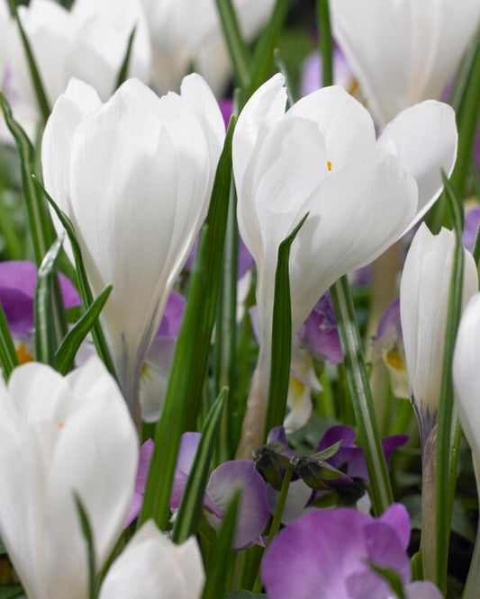 Dutch Large Flowering Crocus 'Peter Pan' – fall-planted flower bulb