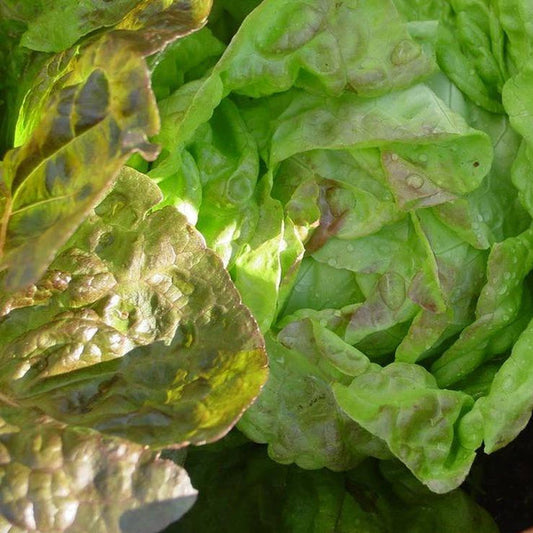 Pirat Lettuce – vegetable seed variety
