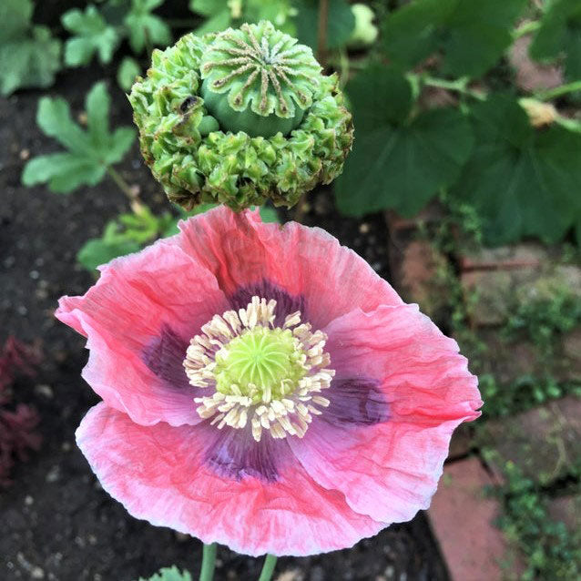 Pink Hens and Chicks Poppy with ruffled petals against a blurred green background