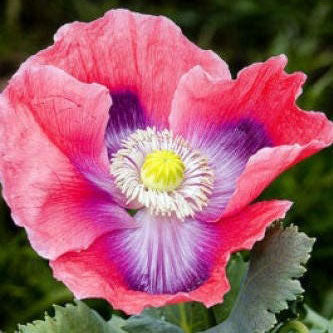 Pink Hens and Chicks Poppy with ruffled petals on a blurred green background