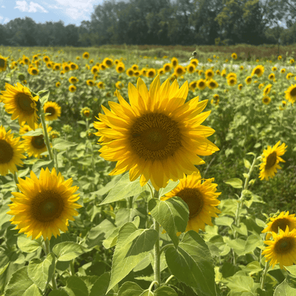 Peredovik Sunflower Cover Crop