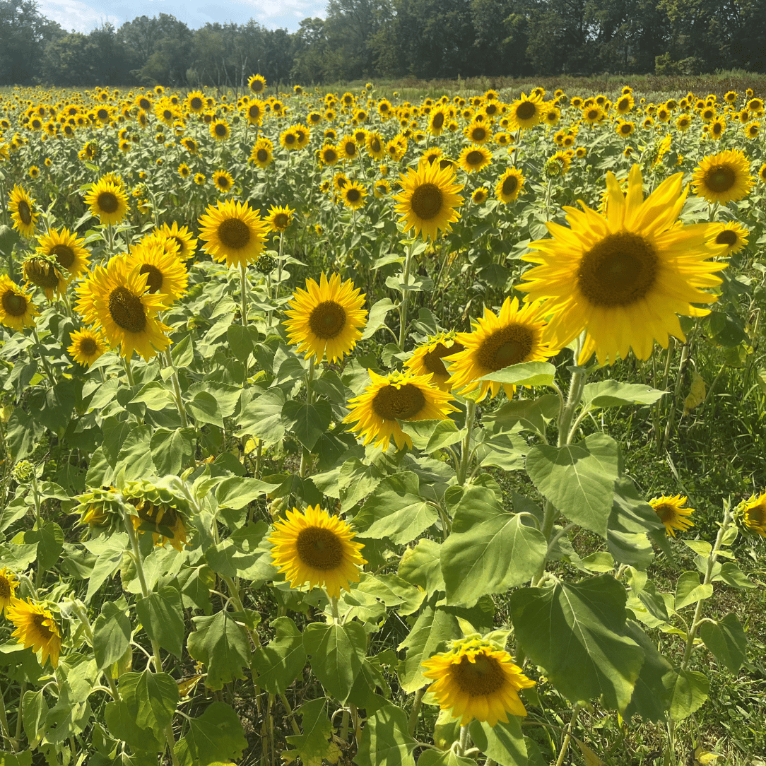 Peredovik Sunflower Cover Crop