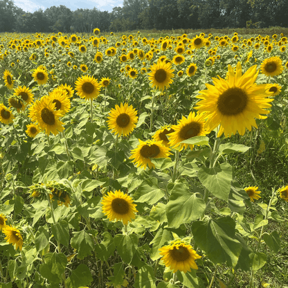 Peredovik Sunflower Cover Crop