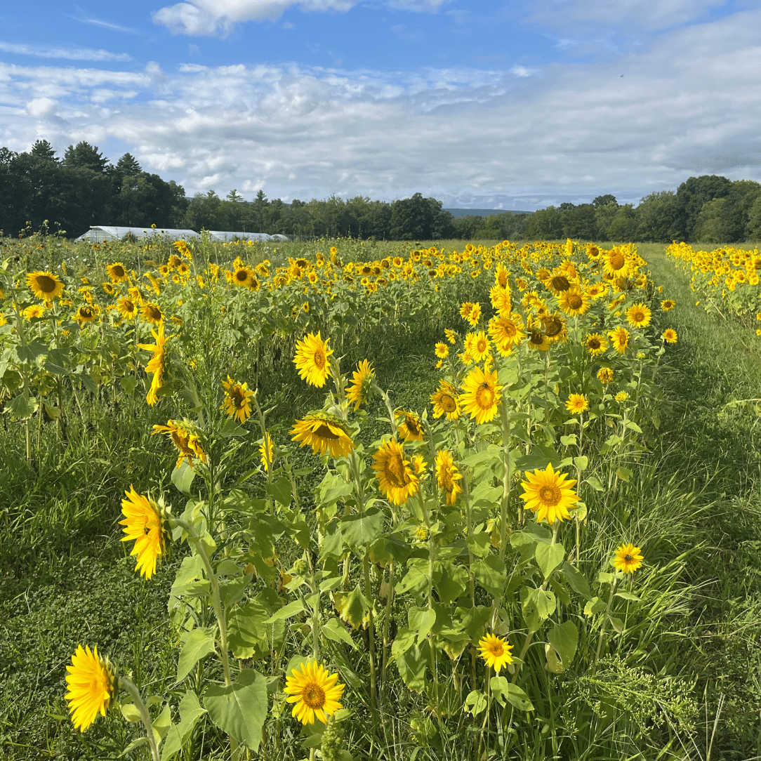 Peredovik Sunflower Cover Crop