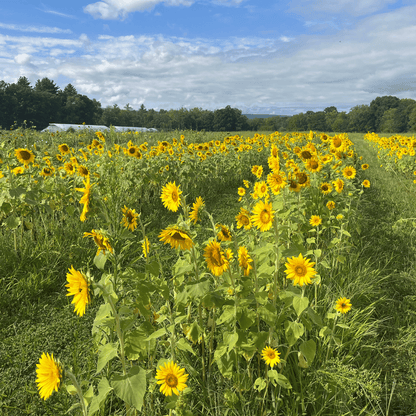 Peredovik Sunflower Cover Crop
