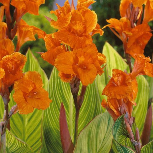 Pretoria Tall Canna – spring-planted flower bulb