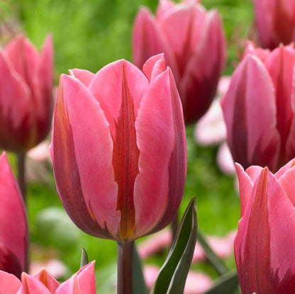 Tulip 'Pretty Princess'