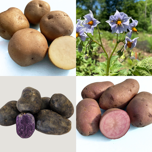 Potato Variety Pack – vegetables product