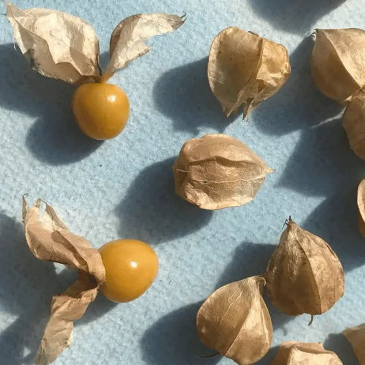 Aunt Molly's Ground Cherry – vegetable seed variety