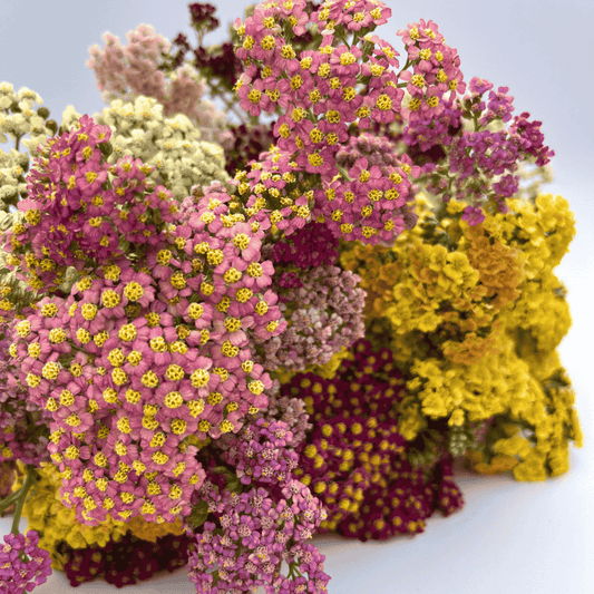 Multi-Hued Yarrow Mix – herb seed variety