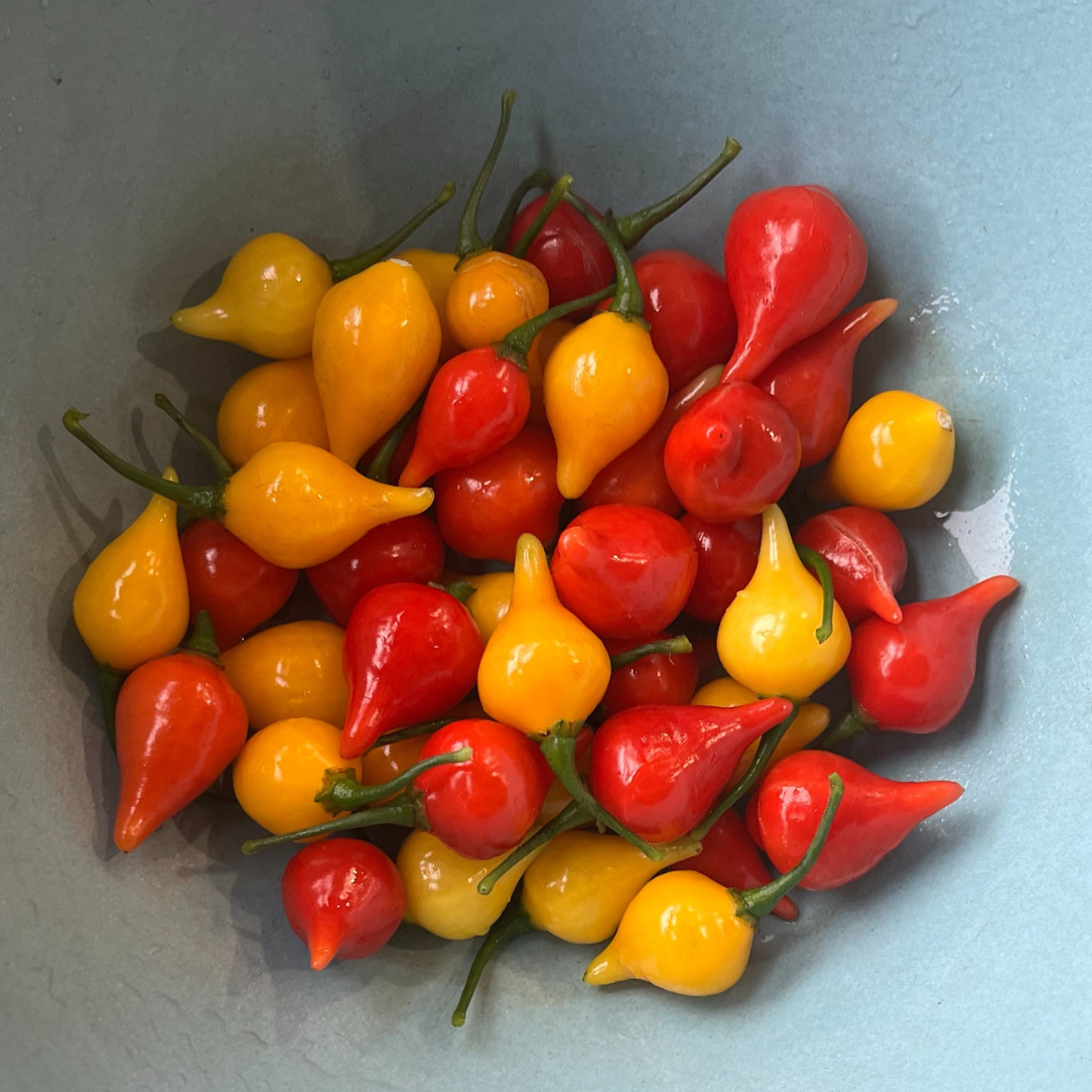 Biquinho  Red Pepper Seedlings