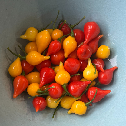 Biquinho  Red Pepper Seedlings