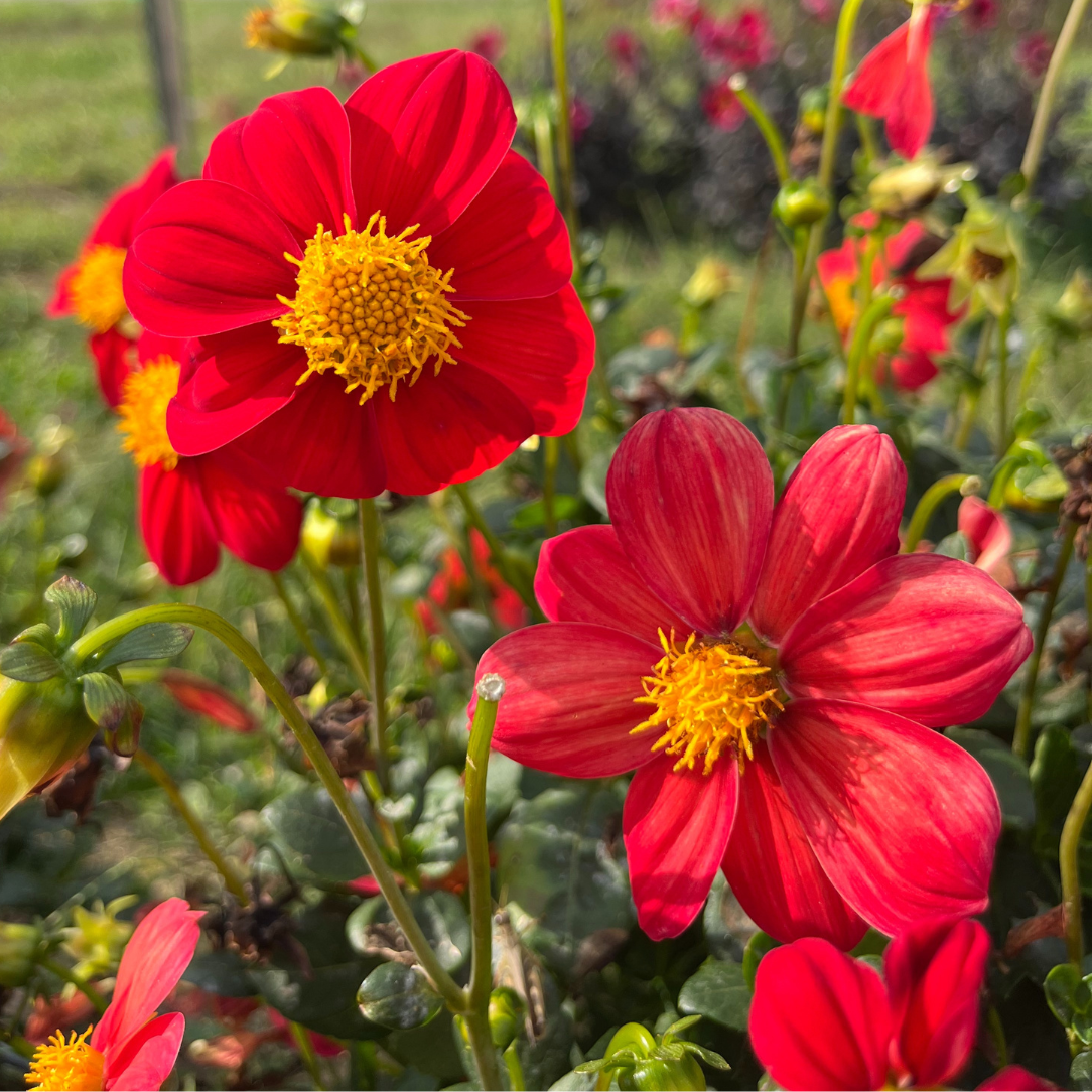 Joy's Ol' Faithful Dahlia Tuber