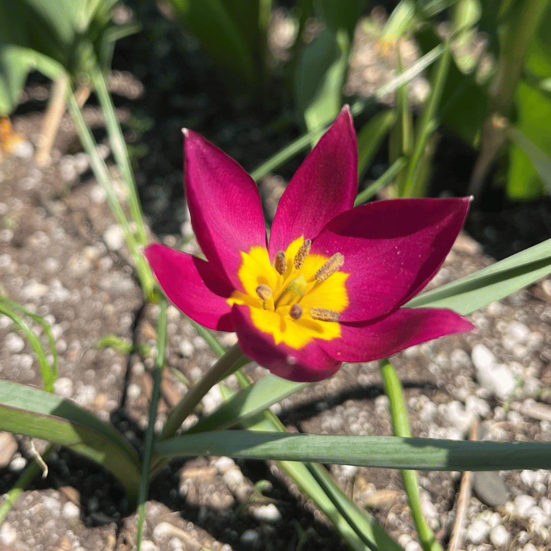 Species Tulip humilis 'Persian Pearl'
