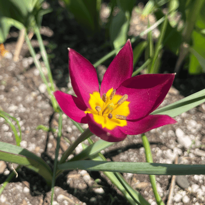 Species Tulip humilis 'Persian Pearl'