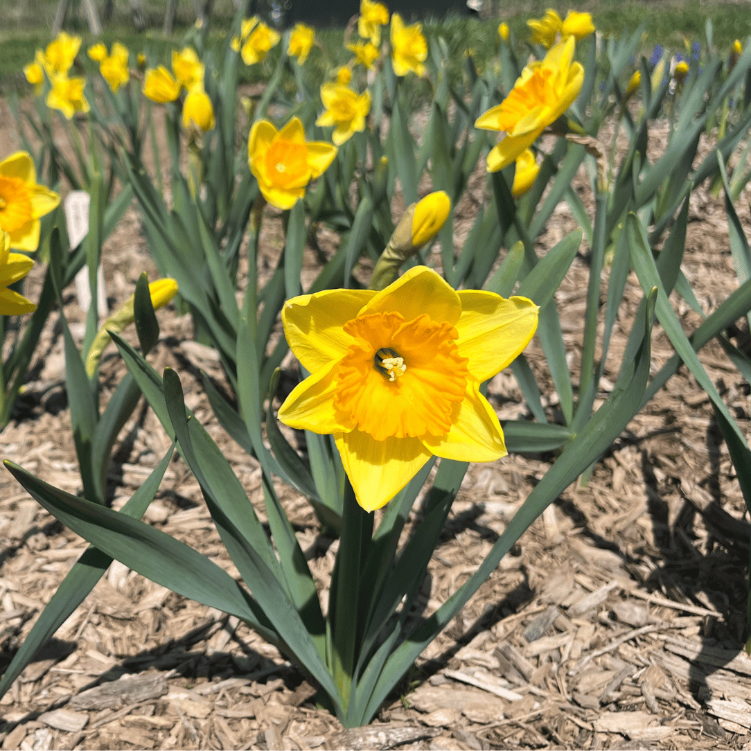 Narcissus 'Pride of Lions'