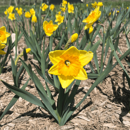 Narcissus 'Pride of Lions'