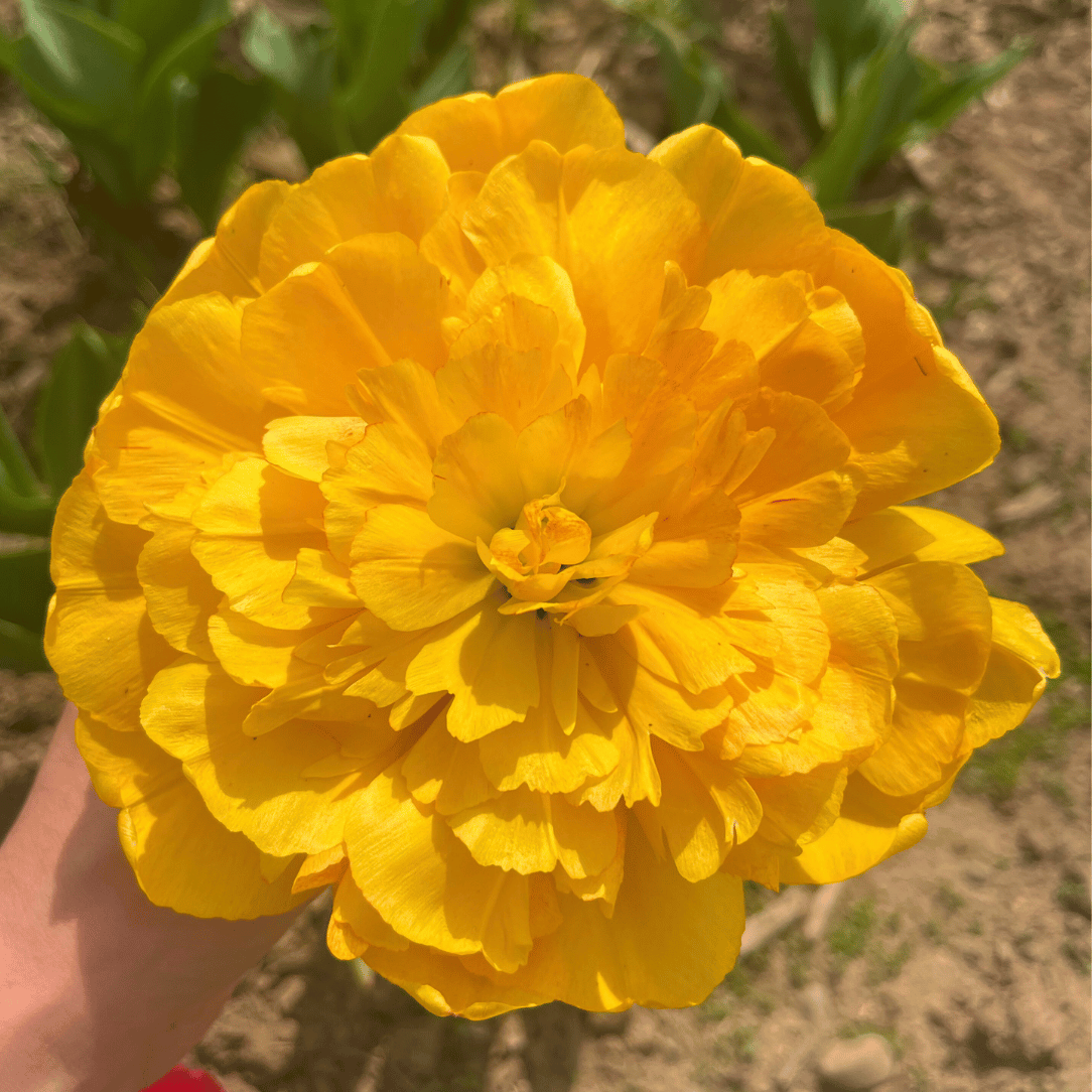 Tulip 'Sun Lover'