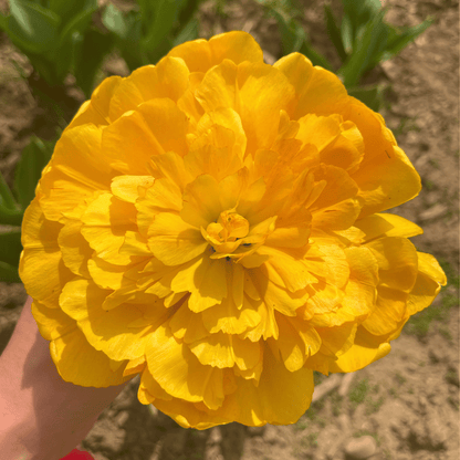 Tulip 'Sun Lover'