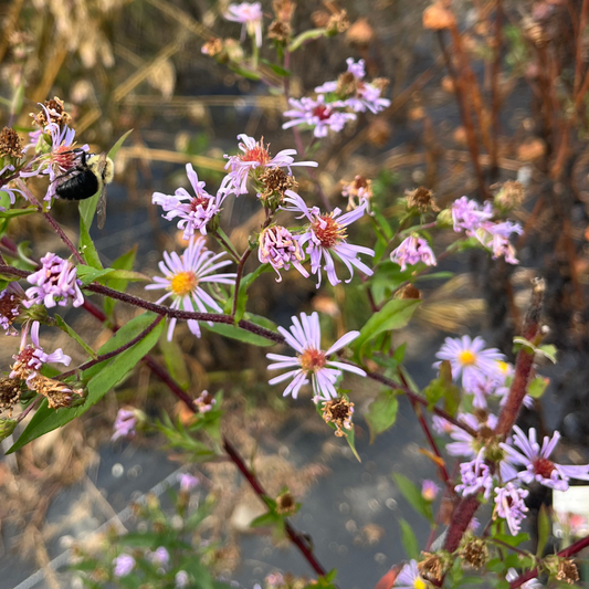 Smooth Blue Aster - PollinateHV Local Ecotype Seedling – live flowers seedling