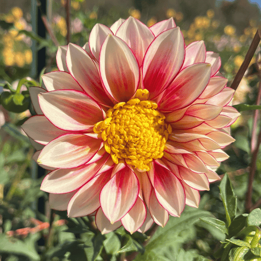 Polka Dahlia Tuber – spring-planted flower bulb