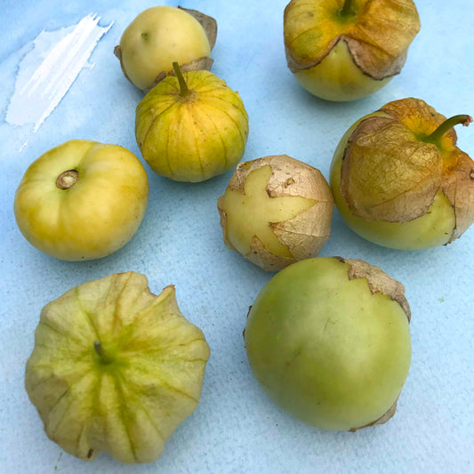 Puebla Verde Tomatillo – vegetable seed variety