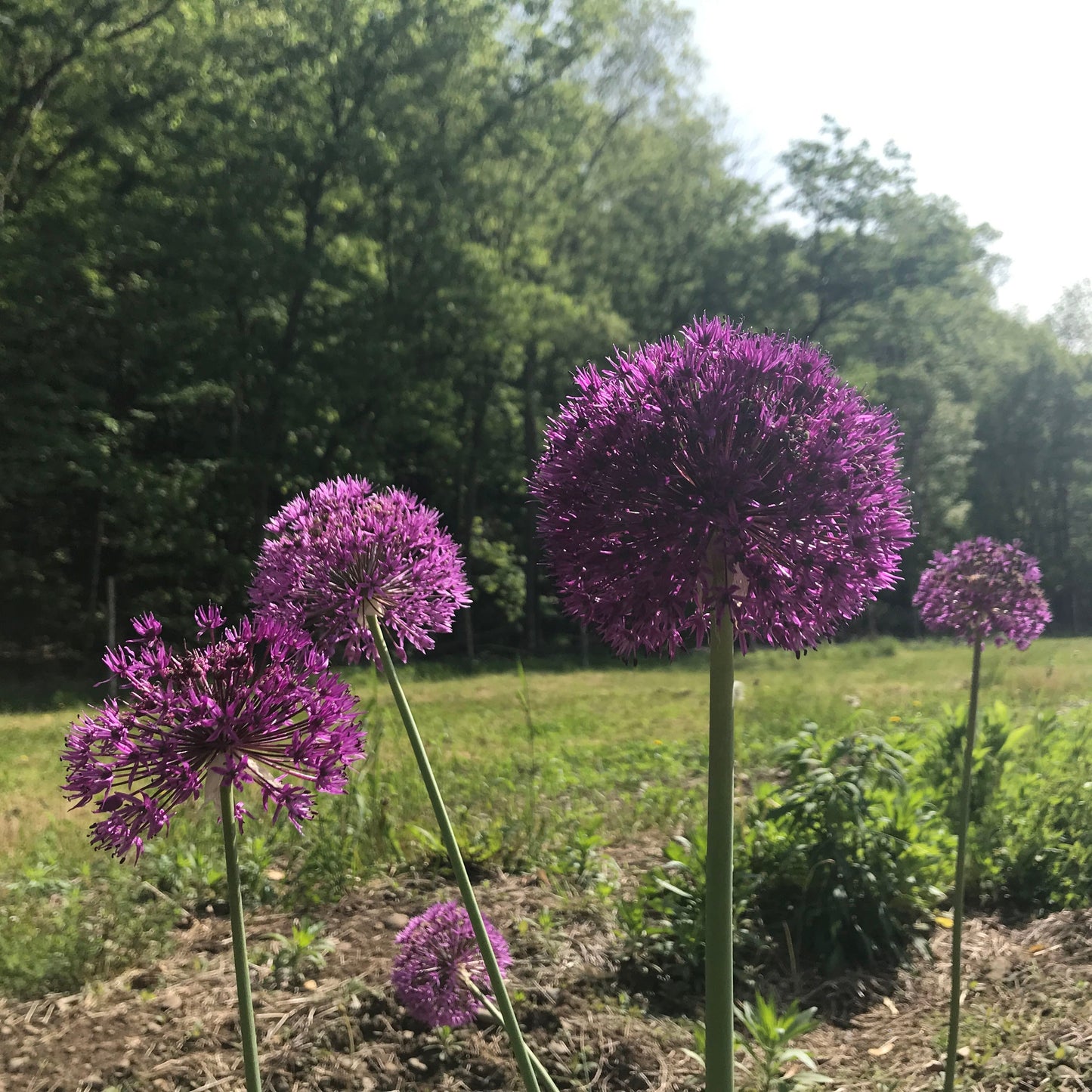 Allium aflatunense 'Purple Sensation'