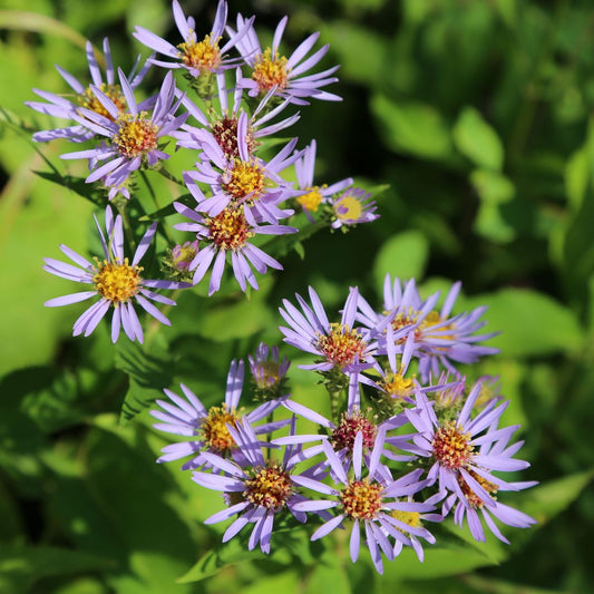 Purplestem Aster - PollinateHV Local Ecotype – flower seed variety