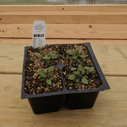 Purpletop Vervain Seedlings