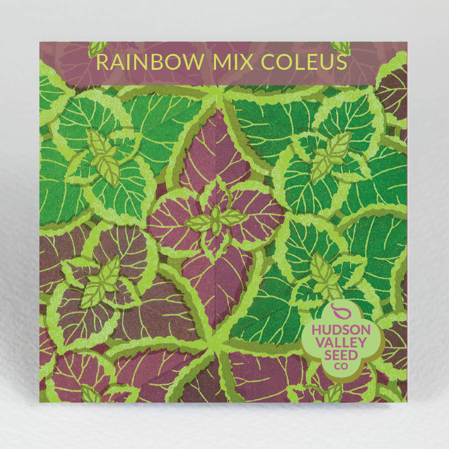 Rainbow Mix Coleus Seedlings