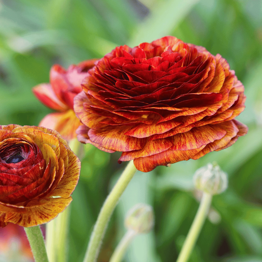 Ranunculus Telocote 'Cafe'