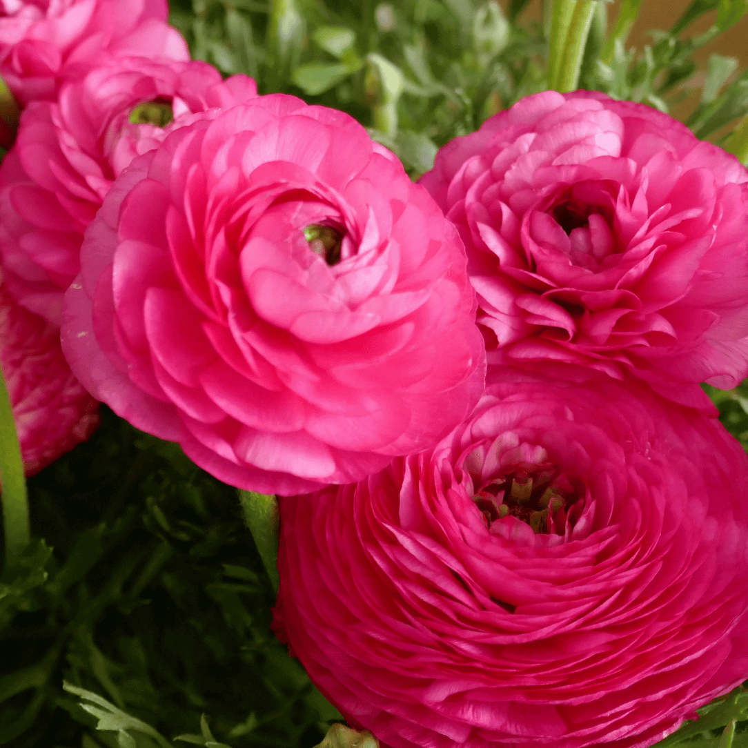 Ranunculus Telocote 'Rose'