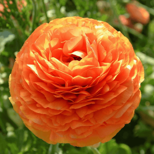 Ranunculus Telocote 'Sunset' – spring-planted flower bulb